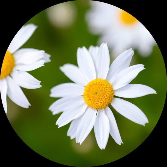 daisy1433